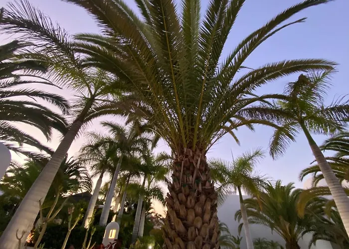 Apartment Adeje Paradise Costa Adeje (Tenerife)